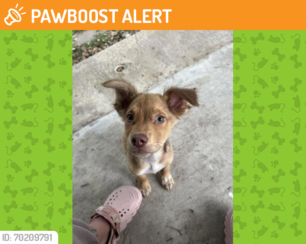 Shelter Stray Male Dog last seen San Antonio, TX 78227, San Antonio, TX 78229