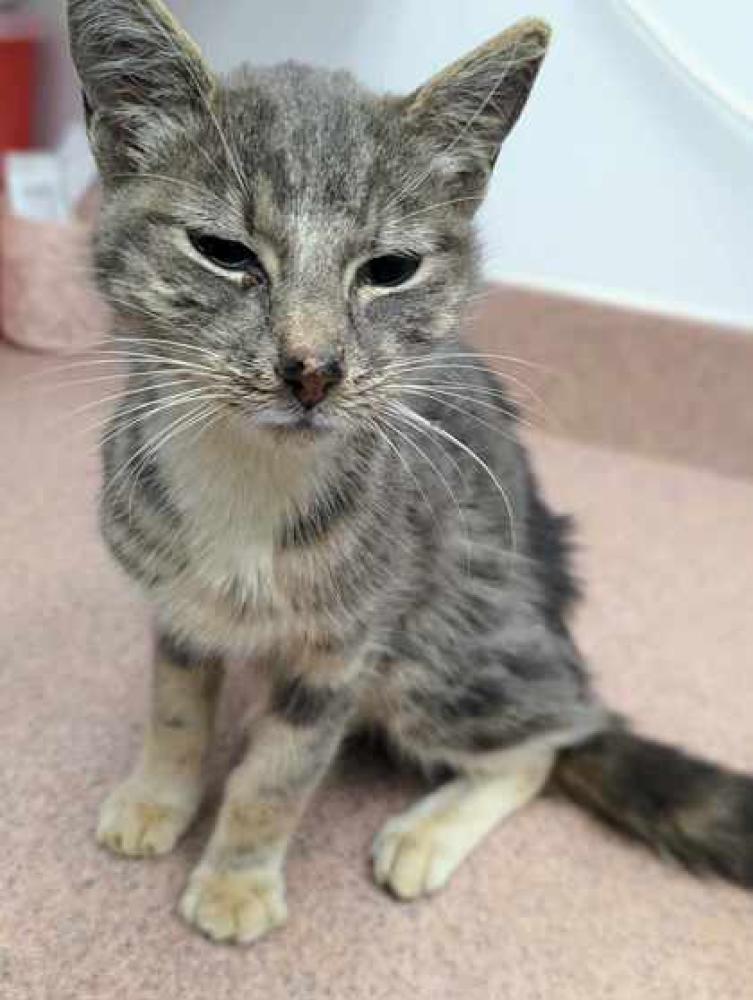 Shelter Stray Female Cat last seen Nampa, ID 83687, Caldwell, ID 83605