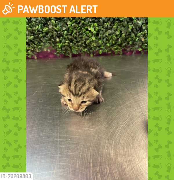 Shelter Stray Unknown Cat last seen Near Nina Pearl, CITY of El Paso, TX, Fort Bliss, TX 79906
