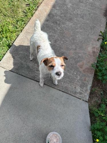 Lost Male Dog last seen 137th and Los Coches Rd E, El Cajon, CA 92021