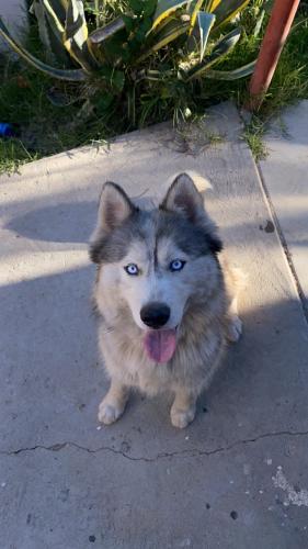 Lost Female Dog last seen Hwy 119, Taft, CA 93268