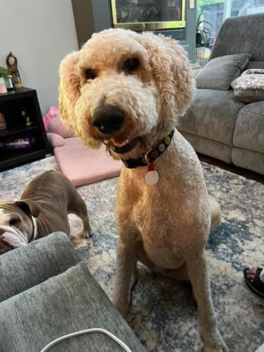 Lost Male Dog last seen Russell Cave rd and Paris Pike, Lexington, KY 40505
