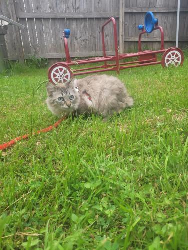 Lost Female Cat last seen Easton Dr and Barrhall Dr, Round Rock, TX 78664