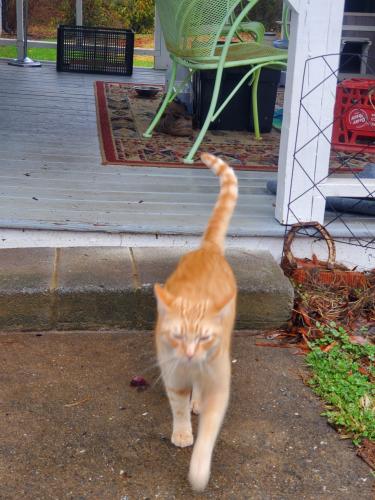 Lost Male Cat last seen Buford and Jones Mill Rd, Cartersville, GA 30120