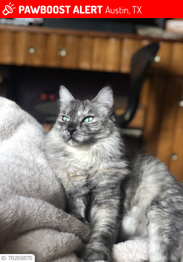 Lost Female Cat last seen Amherst and Havelock , Austin, TX 78759