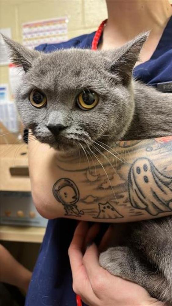 Shelter Stray Female Cat last seen RIDGEHILL WAY & SUNSETPARKE WAY, Sacramento, CA 95818