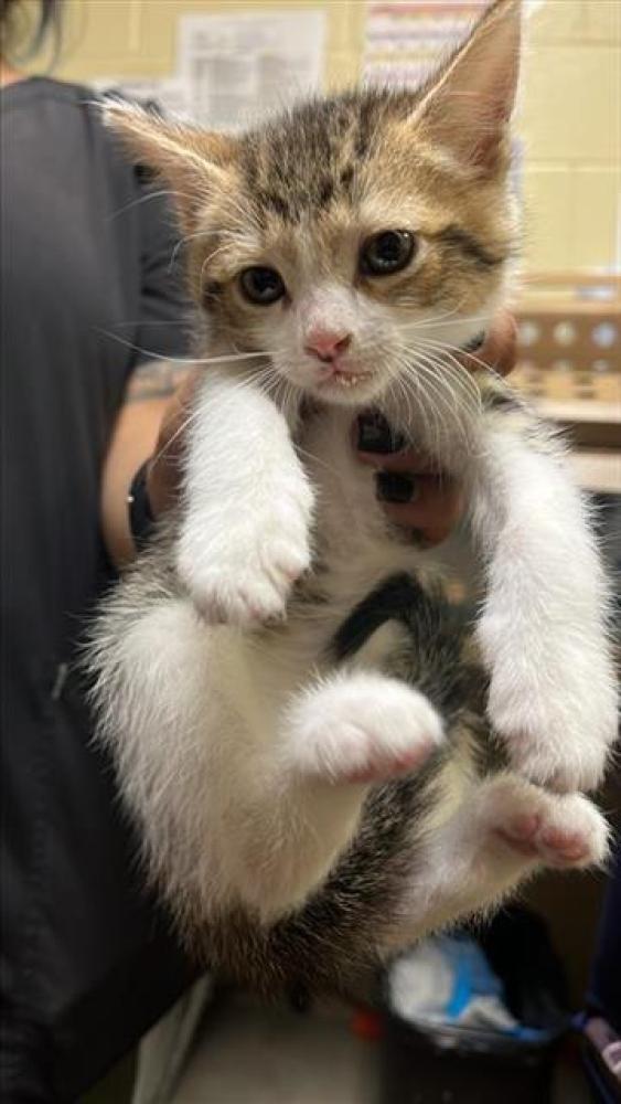 Shelter Stray Male Cat last seen NORWOOD AVE & TERRA NUEVO WAY, Sacramento, CA 95818