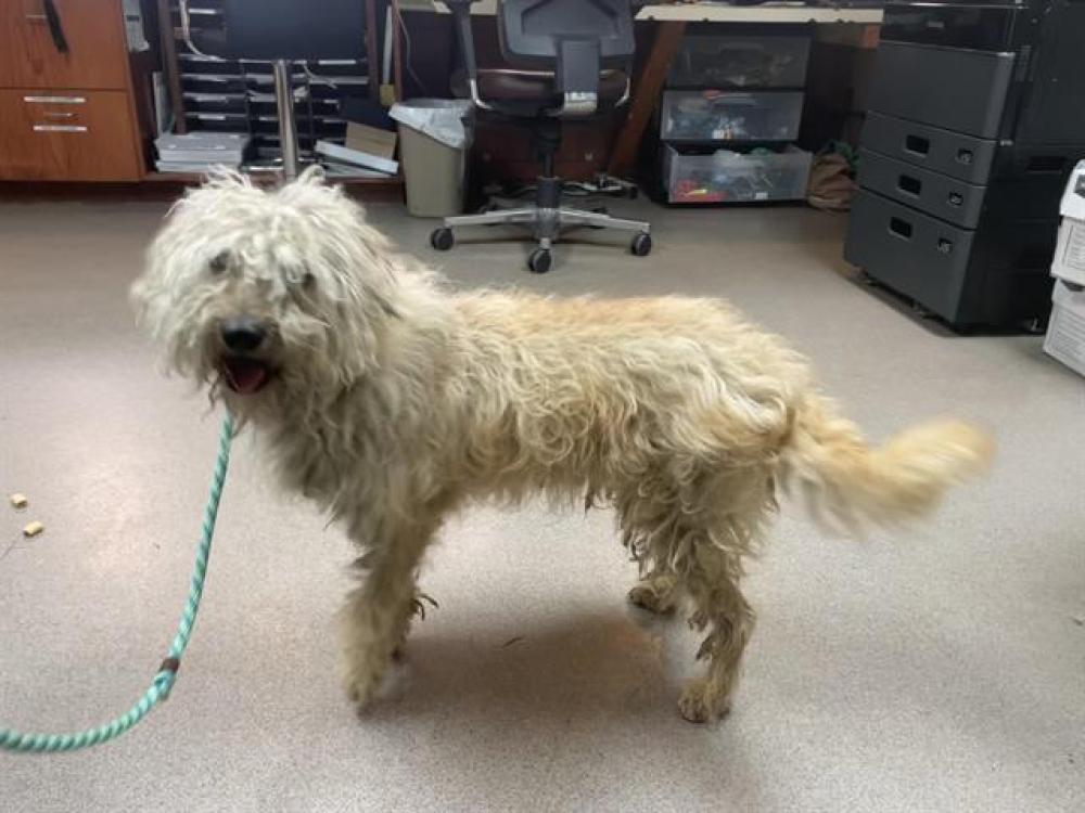 Shelter Stray Male Dog last seen ARROYO SECO ST (ROSEBOWL), Pasadena, CA 91105