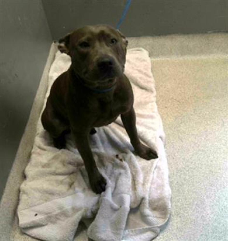 Shelter Stray Male Dog last seen Near BLOCK RIDGEWAY ST, TALLAHASSEE FL 32310, Tallahassee, FL 32311
