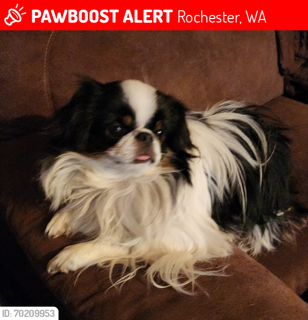 Lost Male Dog last seen Littlerock and 183rd, Rochester, WA 98579