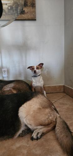 Lost Male Dog last seen Bethany  and 29th ave , Phoenix, AZ 85017