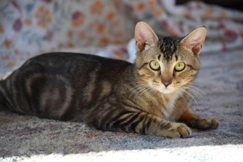 Lost Male Cat last seen My . Indoor / Outdoor Cat, Stokes County, NC 27021