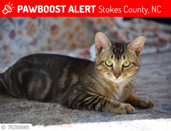 Lost Male Cat last seen My . Indoor / Outdoor Cat, Stokes County, NC 27021