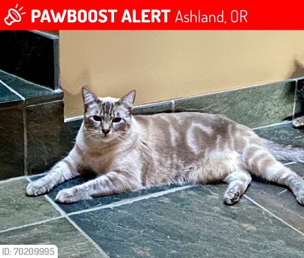 Lost Male Cat last seen Baum Street, Ashland, OR 97520