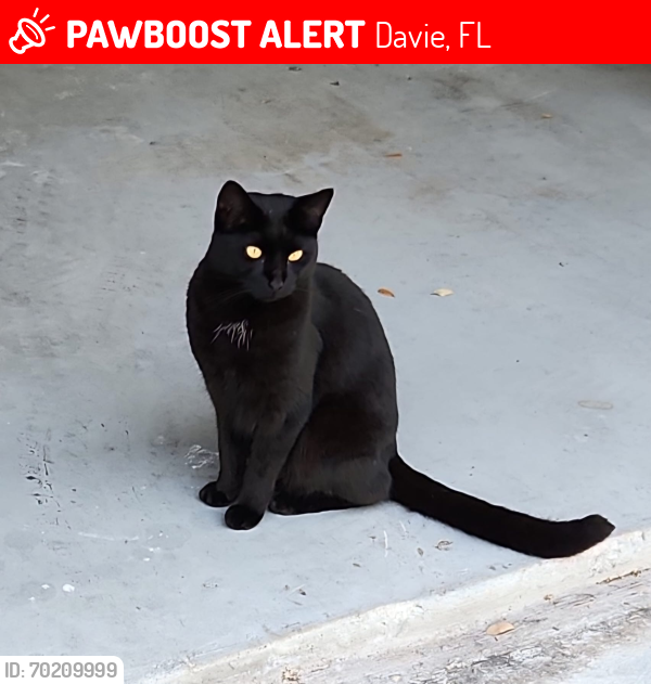 Lost Female Cat last seen Near Hawkes Bluff Ave , Davie, FL 33331