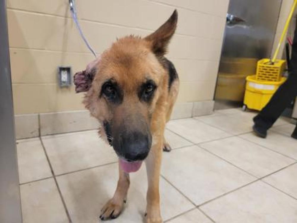 Shelter Stray Female Dog last seen Georgetown, TX 78628, Georgetown, TX 78626