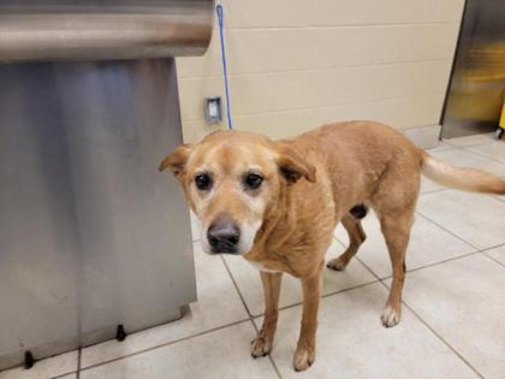 Shelter Stray Female Dog last seen Hutto, TX 78634, Georgetown, TX 78626