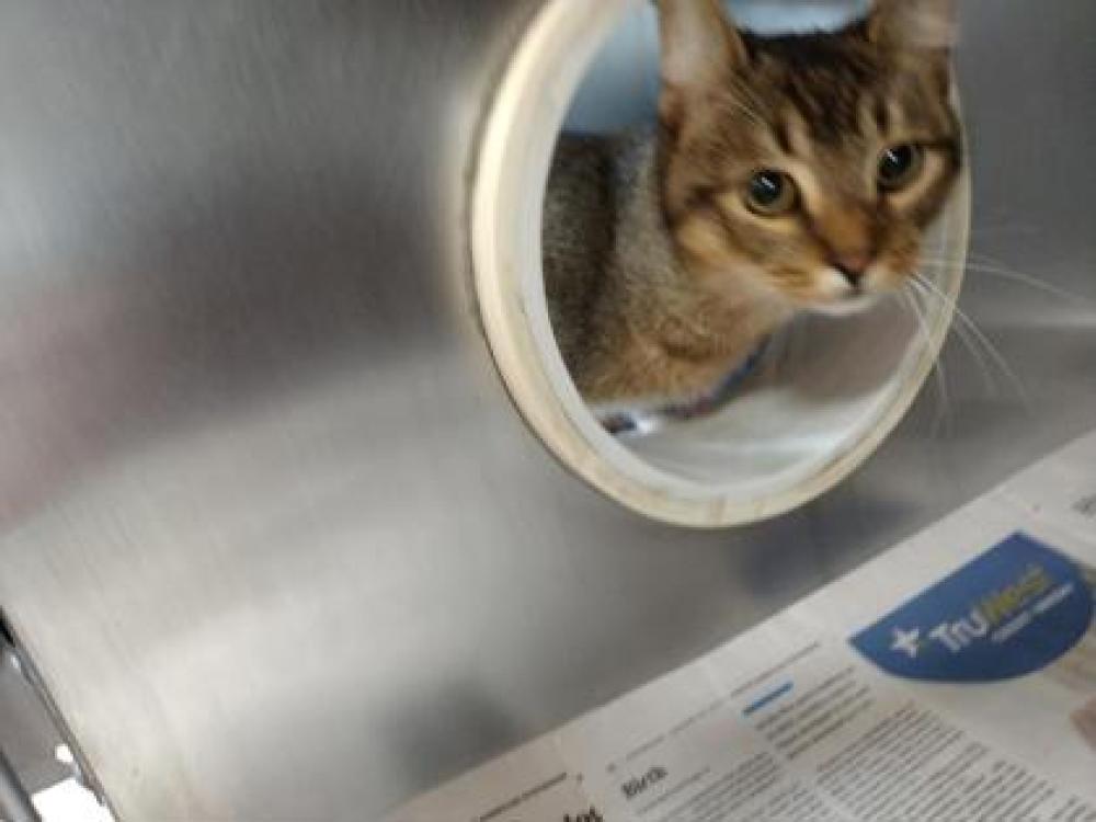 Shelter Stray Male Cat last seen Cedar Park, TX 78613, Georgetown, TX 78626