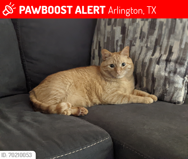 Lost Male Cat last seen Waggoner Dr and Valley Ln, Arlington, TX 76013
