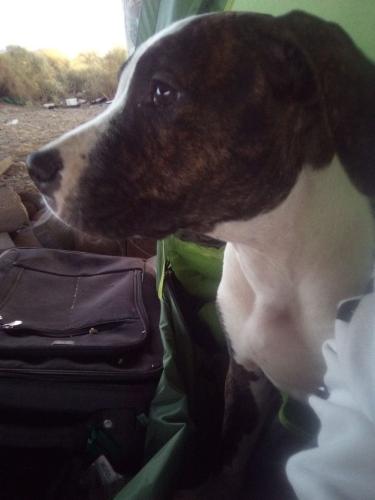 Lost Male Dog last seen W Olive Ave & N Agua Fria Ranch Rd, Arizona 85307, USA, Maricopa County, AZ 85307