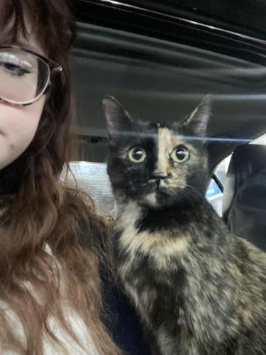 Lost Female Cat last seen Cranston , Rowan County, KY 40351