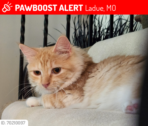 Lost Female Cat last seen Woods of Ladue, Ladue, MO 63124
