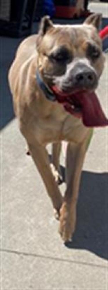 Shelter Stray Male Dog last seen ORCUTT CIR & MYOTIS DR, Sacramento, CA 95818