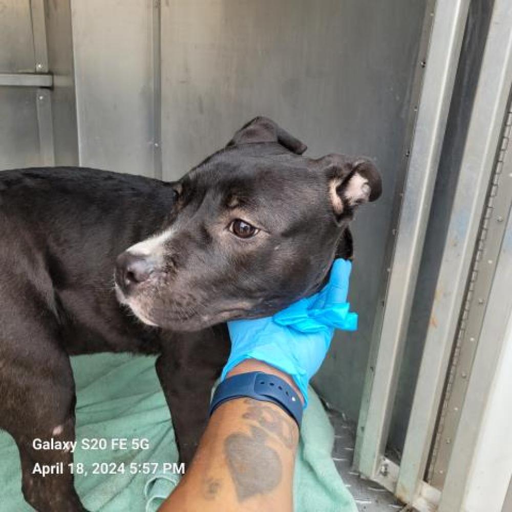 Shelter Stray Male Dog last seen Near BLOCK LIVERNOIS AVE, DETROIT, MI, Detroit, MI 48211