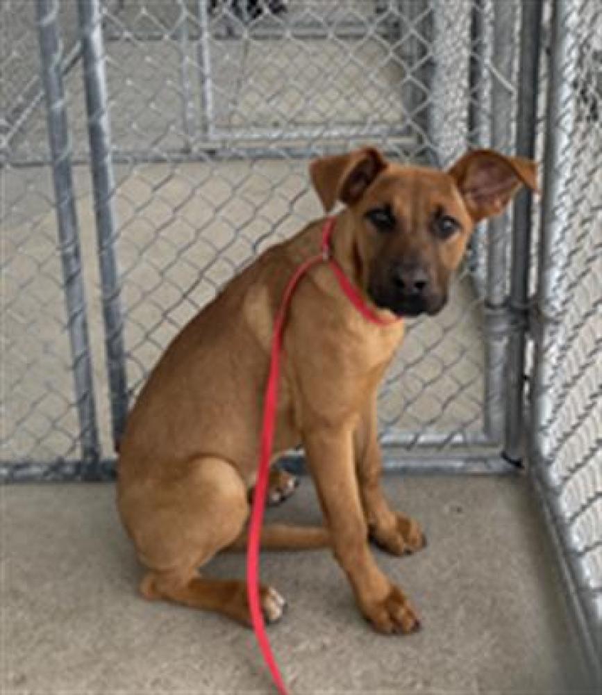 Shelter Stray Male Dog last seen Near BLOCK QUINCY ST, BAKERSFIELD CA 93306, Bakersfield, CA 93308