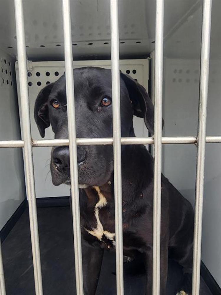 Shelter Stray Female Dog last seen Near BLOCK LAUREL AVE, ARVIN CA 93203, Bakersfield, CA 93308