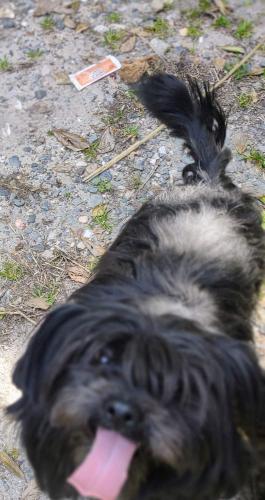 Lost Male Dog last seen Near Hickory Grove Rd, Gastonia, Gastonia, NC 28056