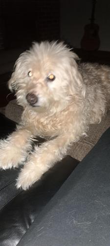 Lost Male Dog last seen Near post office in Manchester, TN, Manchester, TN 37355