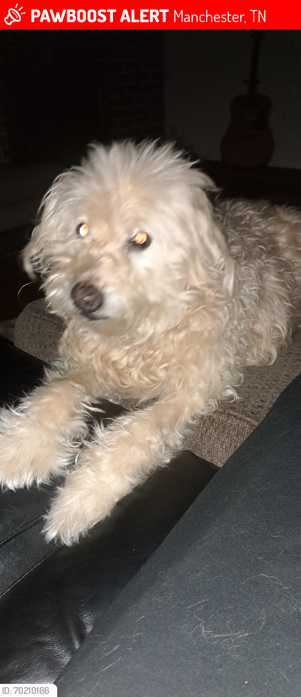 Lost Male Dog last seen Near post office in Manchester, TN, Manchester, TN 37355
