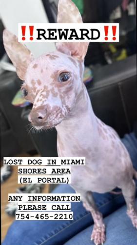 Lost Male Dog last seen NE 80 street 33138 Miami shores , Miami, FL 33138