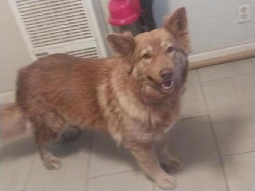 Shelter Stray Female Dog last seen E. Orleans & Orange Avenue, Fresno Zone Fresno City E 93702, CA, Fresno, CA 93706