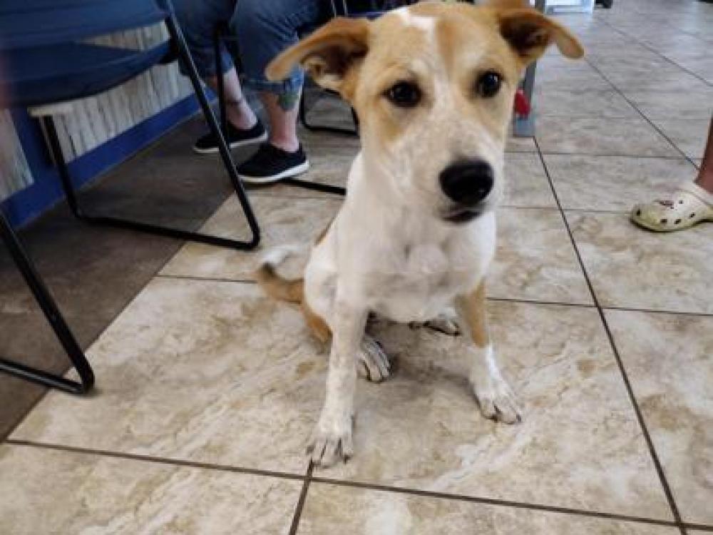 Shelter Stray Female Dog last seen Round Rock, TX 78681, Georgetown, TX 78626