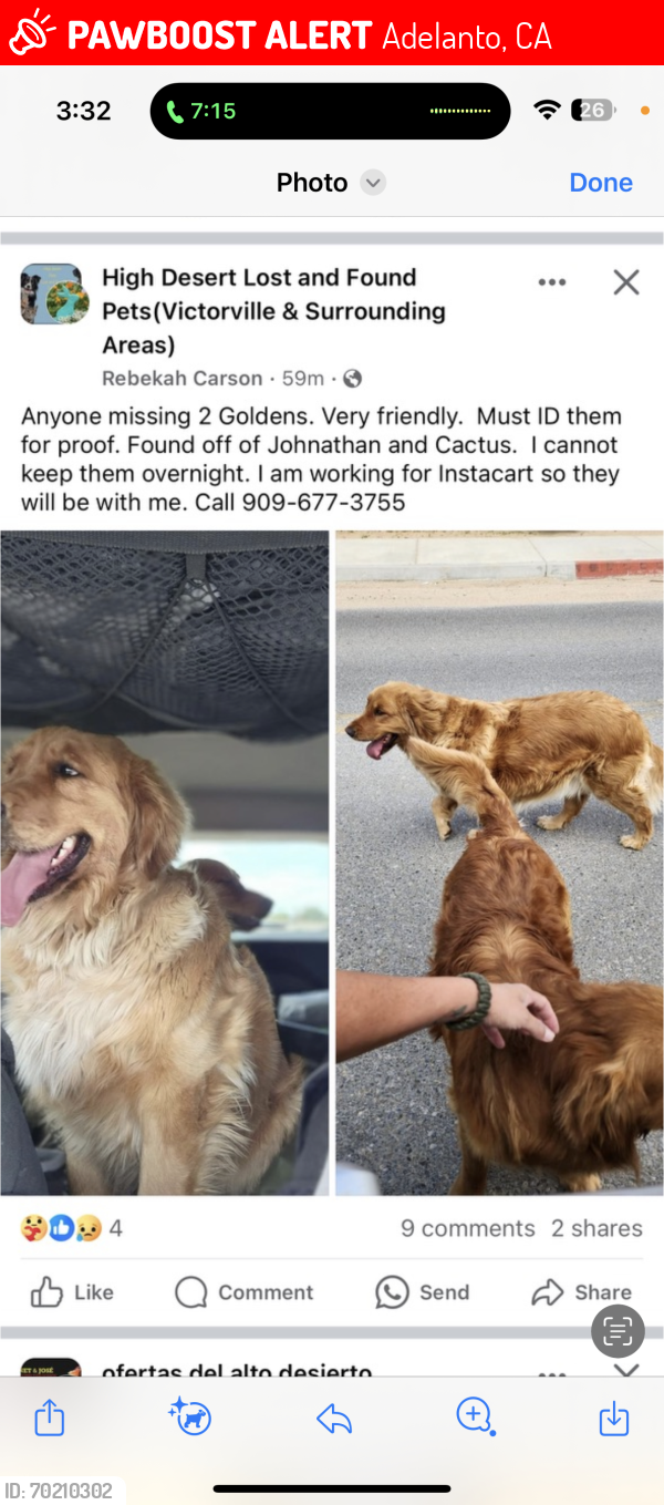 Lost Unknown Dog last seen Jonathan, Adelanto, CA 92301