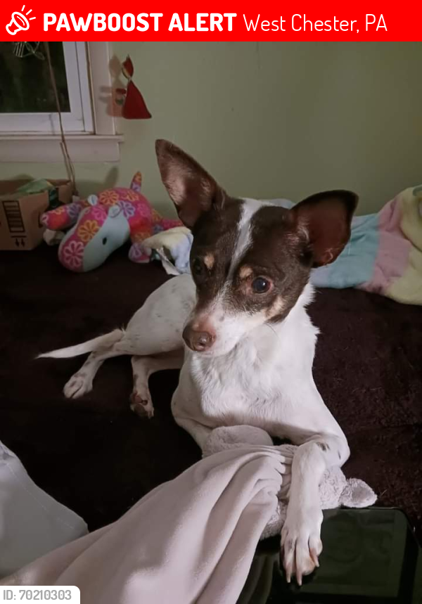 Lost Female Dog last seen Westtown road, West Chester, PA 19382