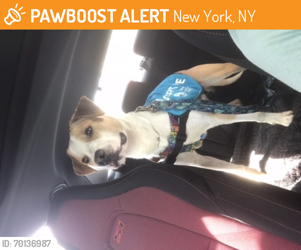 Shelter Stray Male Dog last seen Near W 110th Street, NEW YORK, NY, 10025, New York, NY 10029