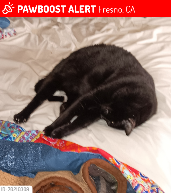 Lost Male Cat last seen Near S Chestnut Avenue Apt 73B 93702, Fresno, CA 93702