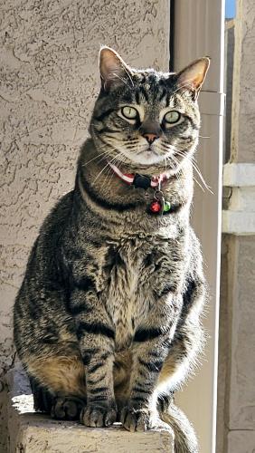 Lost Male Cat last seen Allegro at tanoan , Albuquerque, NM 87111