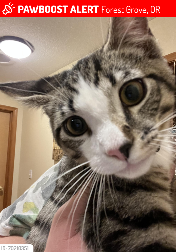 Lost Male Cat last seen Cedar st and 12th, Forest Grove, OR 97116