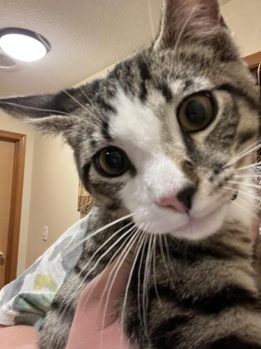 Lost Male Cat last seen Cedar st and 12th, Forest Grove, OR 97116