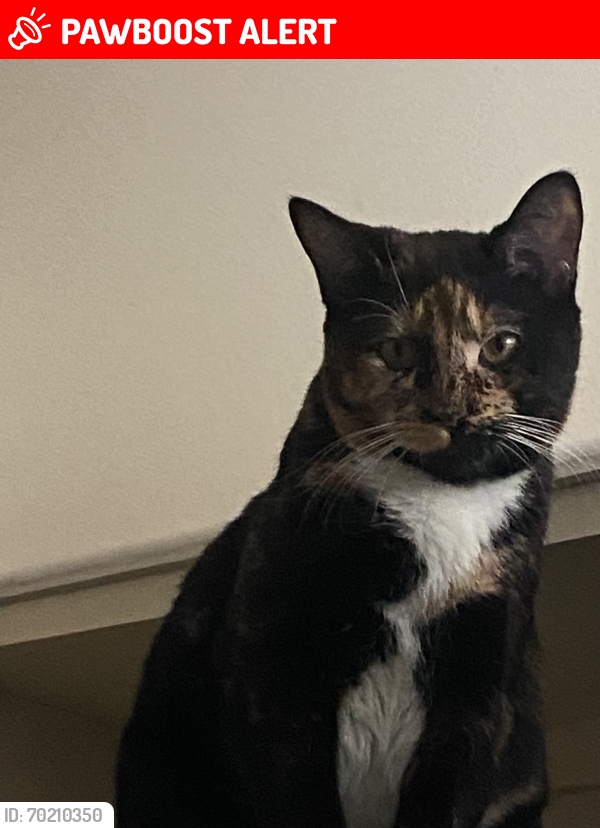 Lost Female Cat last seen Military trail and green pine blvd , West Palm Beach, FL 33401