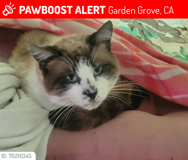 Lost Male Cat last seen Brookhurst and hazard, Garden Grove, CA 92843