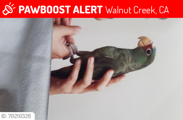 Lost Male Bird last seen oakvale rd walnut creek , Walnut Creek, CA 94597