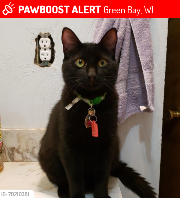 Lost Male Cat last seen Delray drive , Green Bay, WI 54304