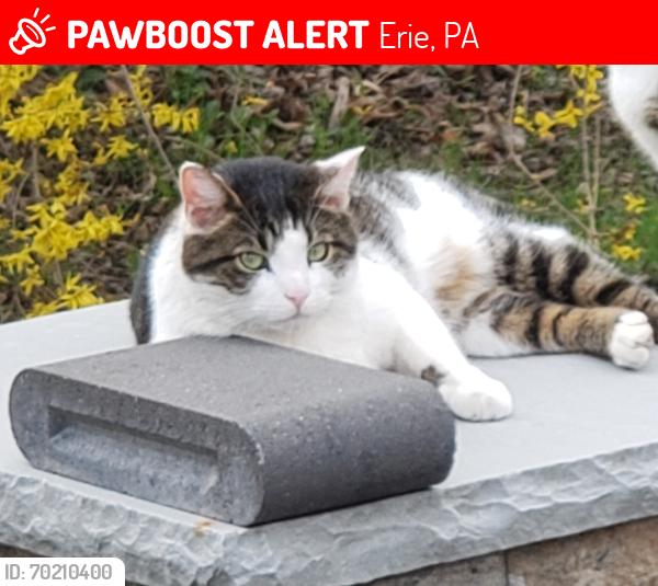Lost Male Cat last seen Sheetz ,and Brent, Erie, PA 16509