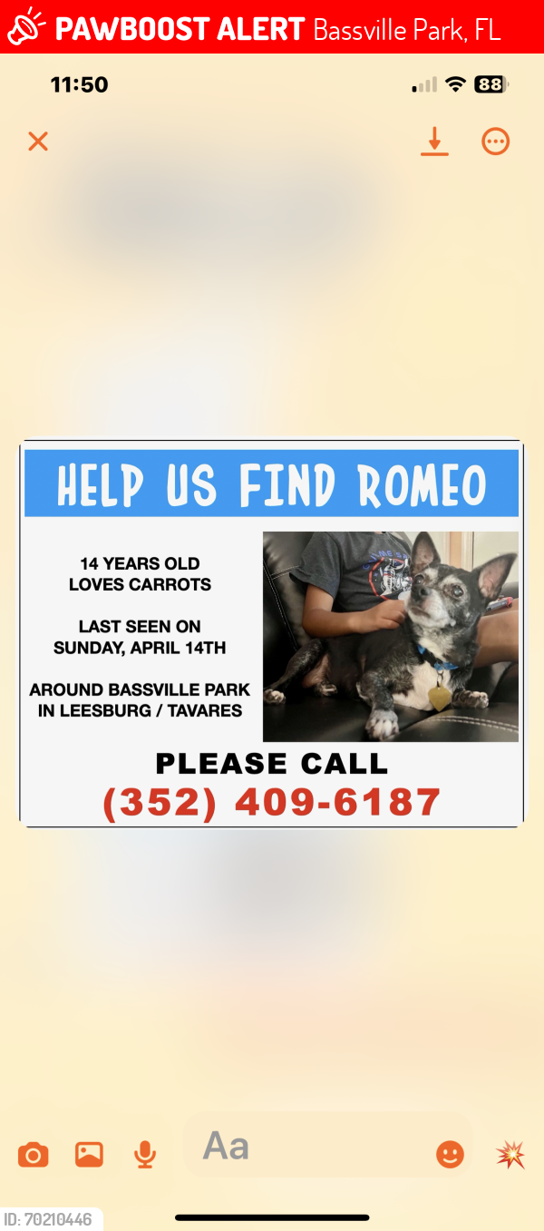 Lost Male Dog last seen Bassville Park Leesburg/Tavares, Bassville Park, FL 34788