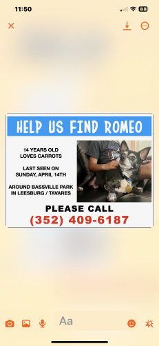 Lost Male Dog last seen Bassville Park Leesburg/Tavares, Bassville Park, FL 34788